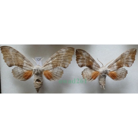 Laothoe populi populi (Linnaeus, 1758) pair Nastrosz topolowiec Czech72f